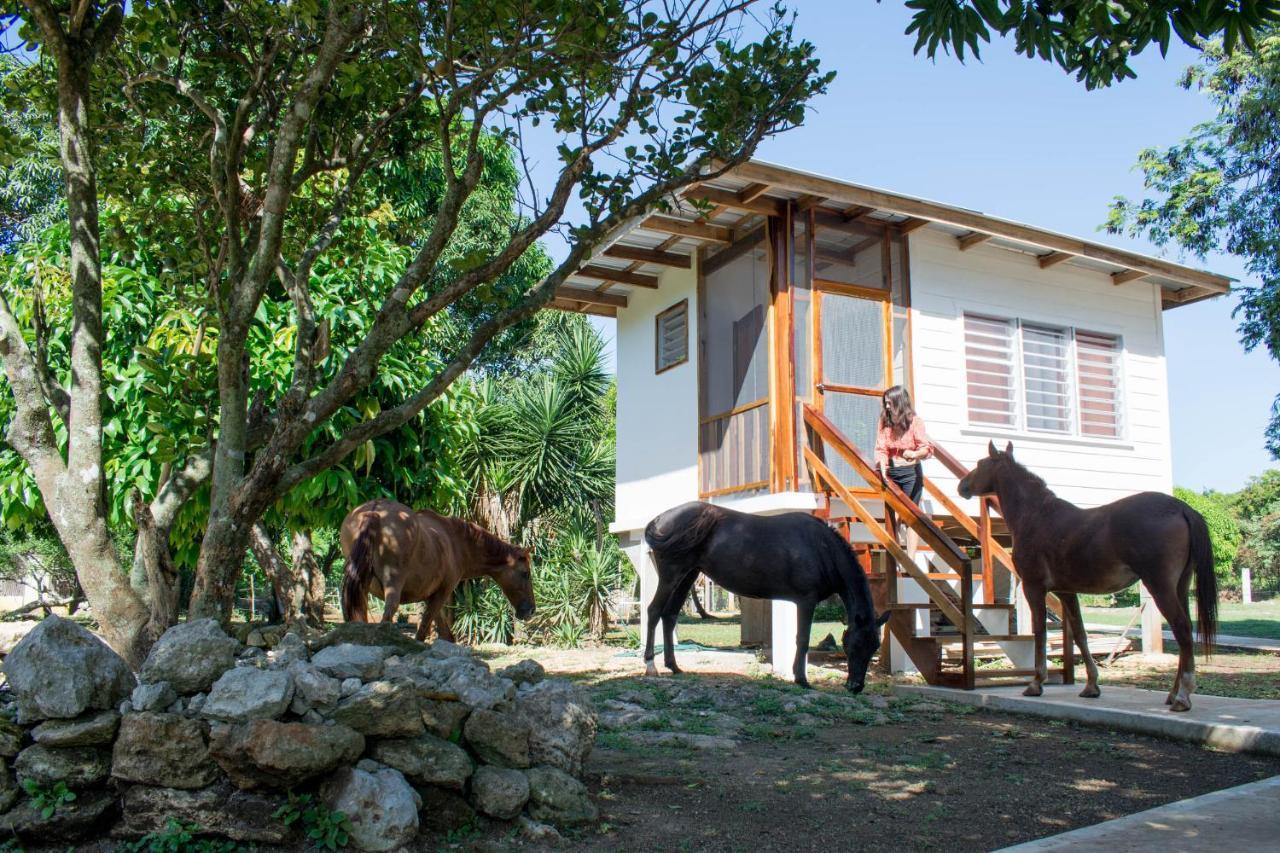 Horse Cottage Sarteneja Exterior foto